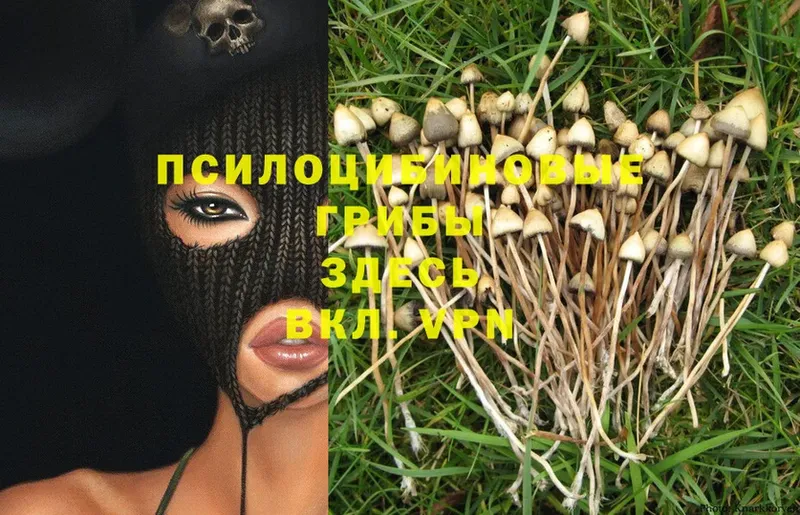 Псилоцибиновые грибы MAGIC MUSHROOMS  закладки  Курск 